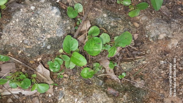 Identificação da planta Glória da Manhã por foto