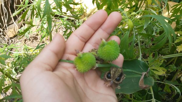 Identificação da planta Biri por foto
