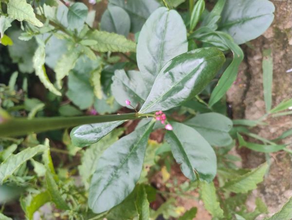 Identificação da planta Maria-gorda por foto