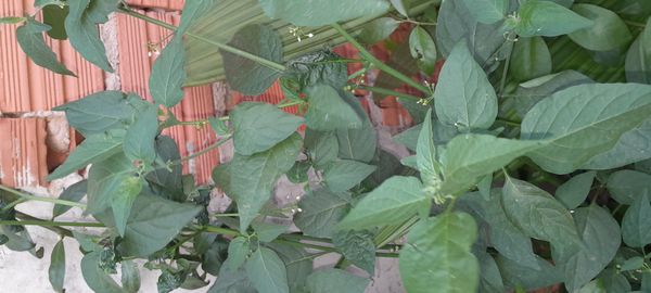 Identificação da planta Maria-pretinha por foto