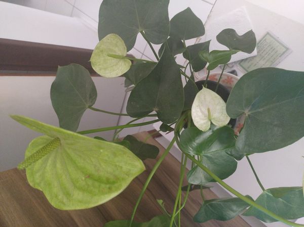 Identificação da planta Antúrio por foto
