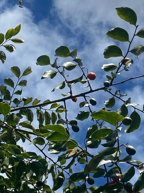 Identificação da planta salácia por foto