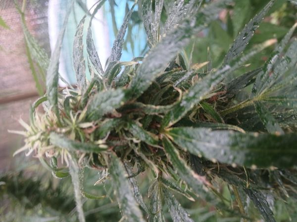 Identificação da planta Maconha por foto