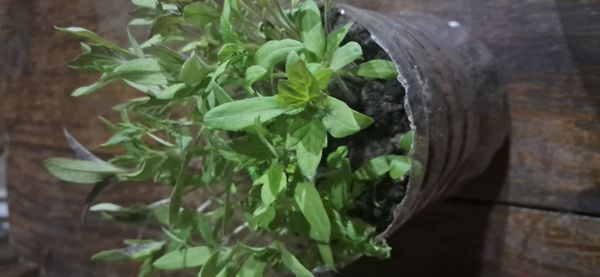 Identificação da planta Segurelha por foto
