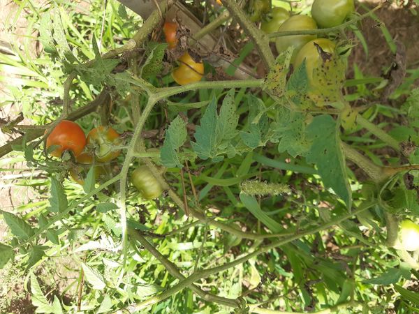 Identificação da planta Tomate por foto