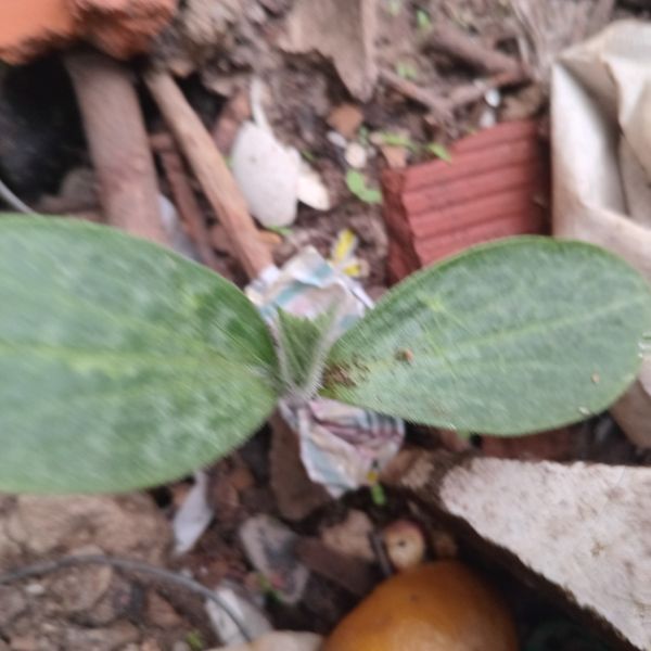 Identificação da planta Abóbora moranga por foto