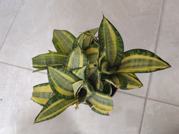 Identificação da planta Espada de são jorge por foto