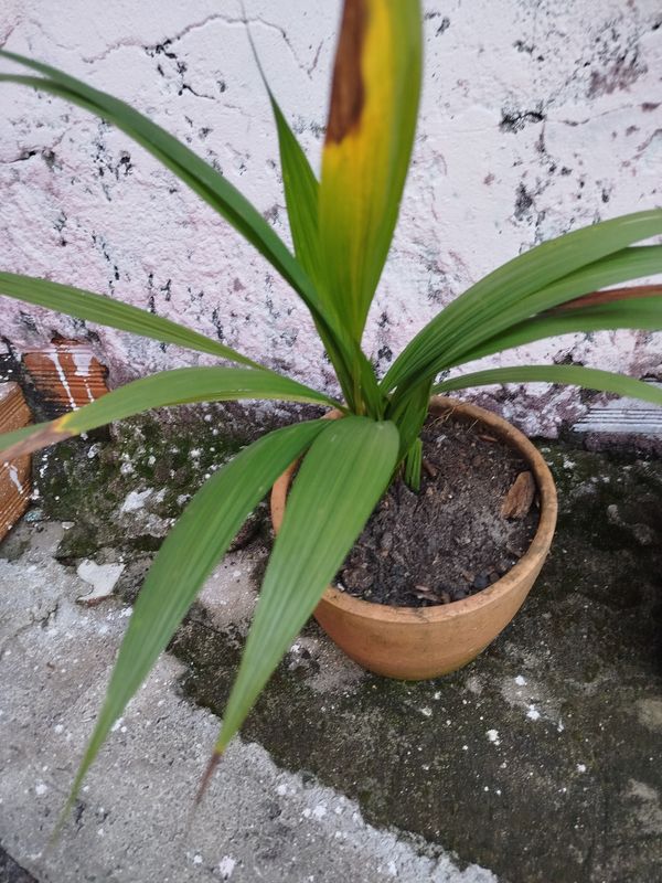 Identificação da planta Orquídea grapete por foto