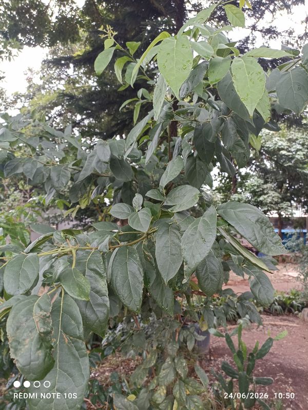 Identificação da planta Cafeeiro-do-mato por foto