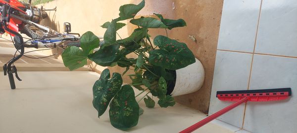 Identificação da planta Tinhorão por foto