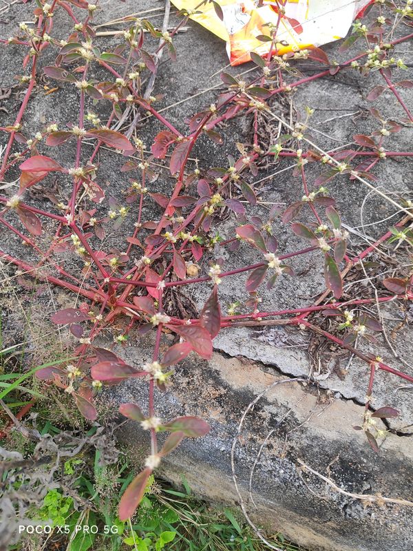 Identificação da planta Bredo por foto