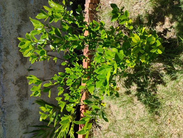 Identificação da planta Jasmim-do-cabo por foto