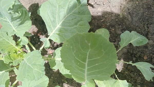 Identificação da planta Brócolis por foto
