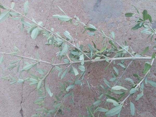 Identificação da planta Alfazema por foto