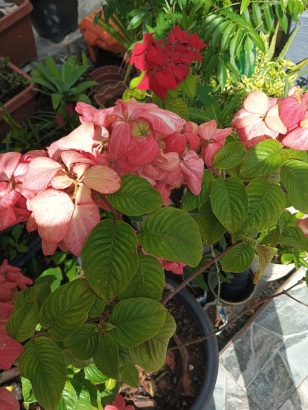 Identificação da planta Mussaenda-vermelha por foto