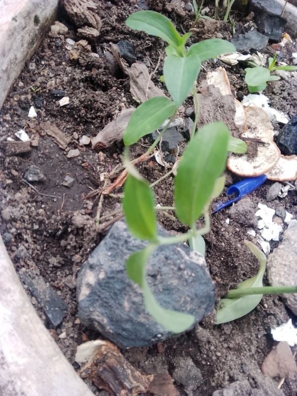 Identificação da planta Trapoeraba por foto