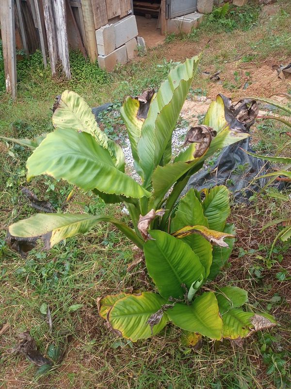 Identificação da planta Bananeira-japonesa por foto