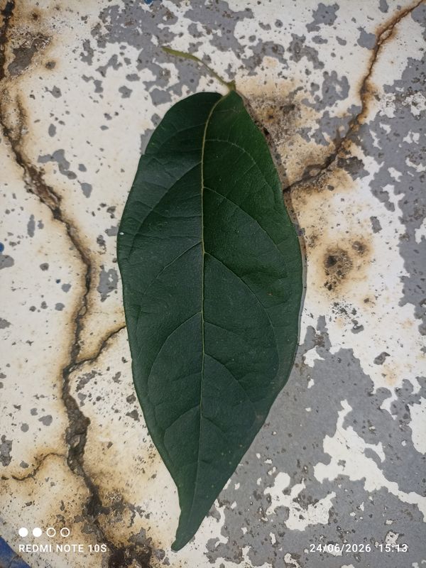 Identificação da planta Tucaneira por foto