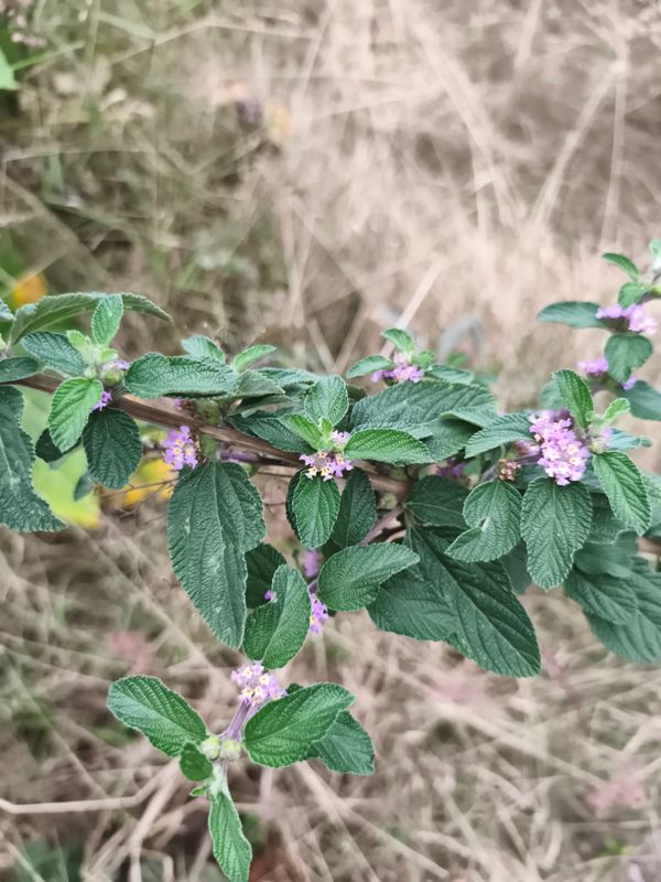 Identificação da planta Cidreira por foto