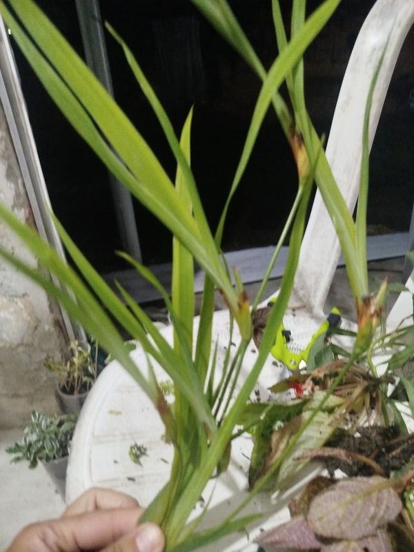 Identificação da planta Orquídea de chão por foto