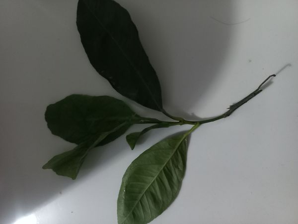 Identificação da planta Limão por foto