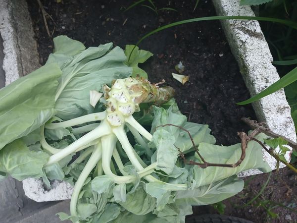 Identificação da planta Couve por foto