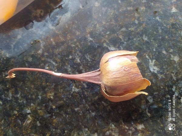 Identificação da planta Flor de madeira por foto