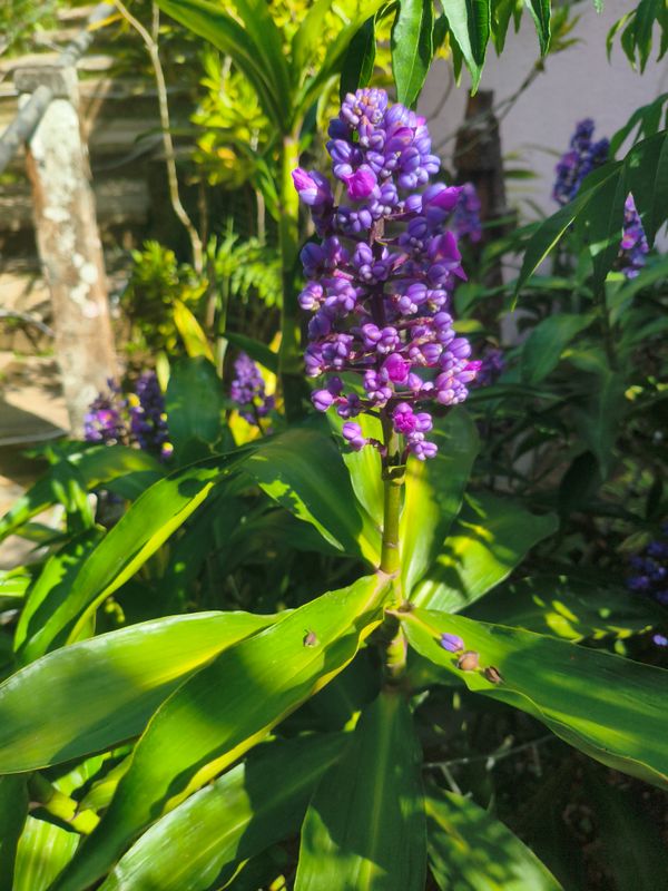 Identificação da planta Ginger-azul por foto