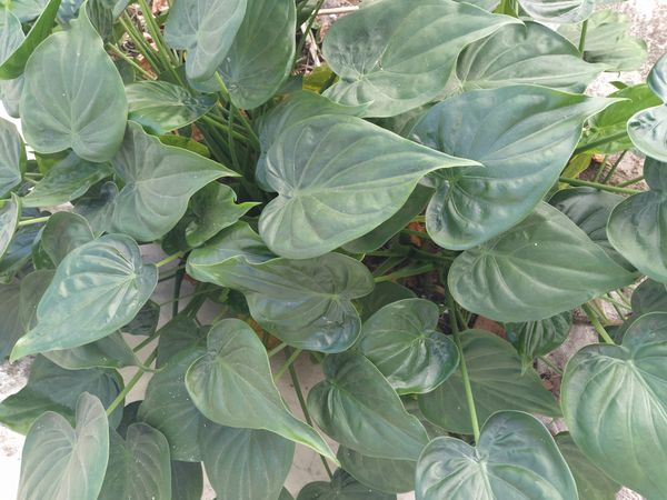 Identificação da planta Orelha de Elefante por foto