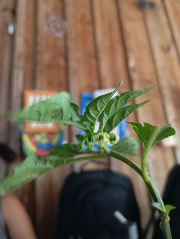 Identificação da planta Pimenta-de-cheiro por foto
