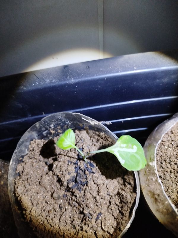 Identificação da planta Pimenta-de-cheiro por foto