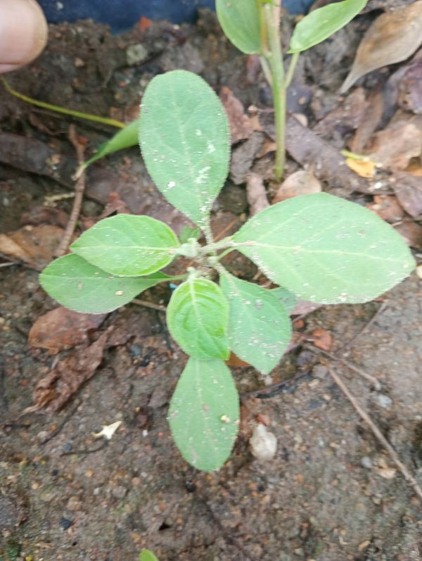Identificação da planta Berinjela por foto