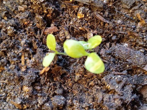 Identificação da planta Agrião por foto