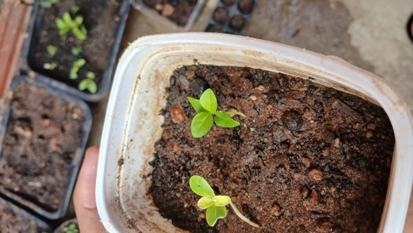 Identificação da planta Peperomia Hope por foto