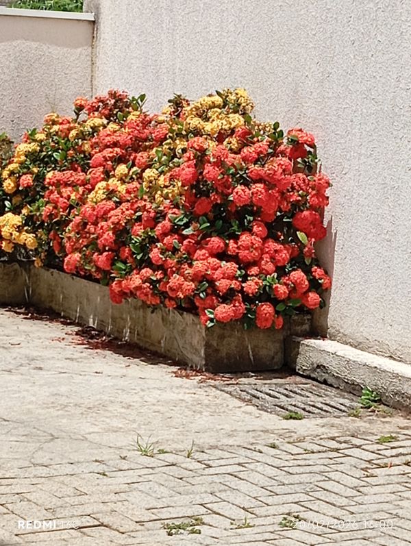Identificação da planta Ixora por foto
