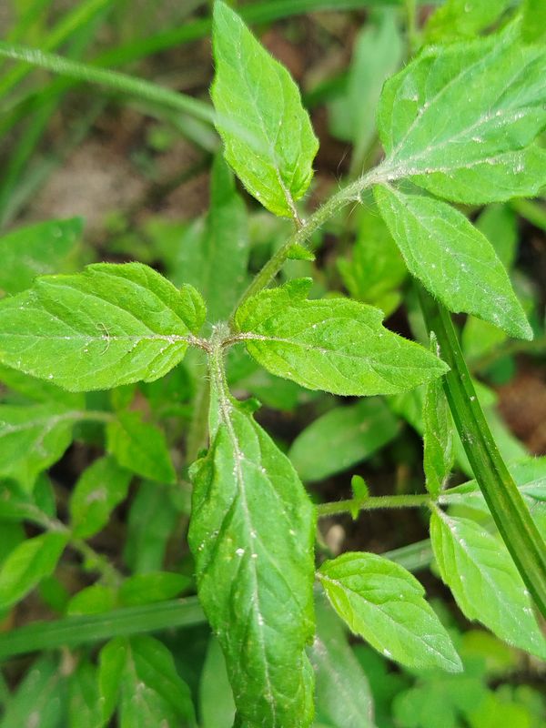 Identificação da planta Tomate por foto