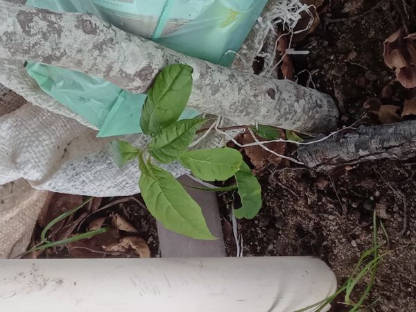 Identificação da planta Guiné por foto
