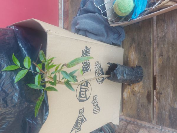 Identificação da planta Mogno por foto