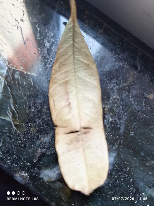 Identificação da planta Lichia por foto
