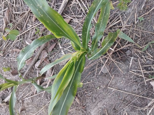 Identificação da planta Milho por foto