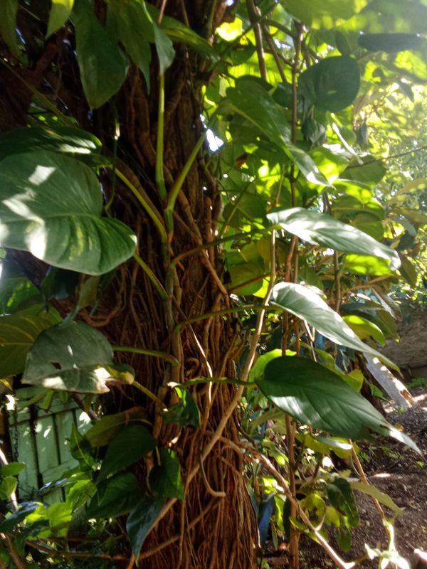 Identificação da planta Jiboia por foto