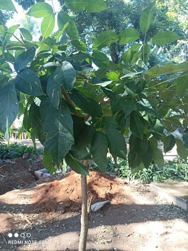 Identificação da planta Ipê Rosa por foto