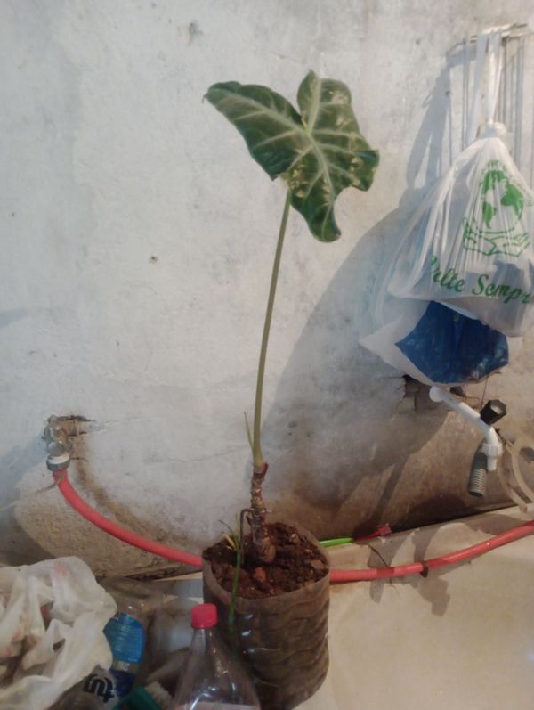 Identificação da planta Cara de Cavalo por foto