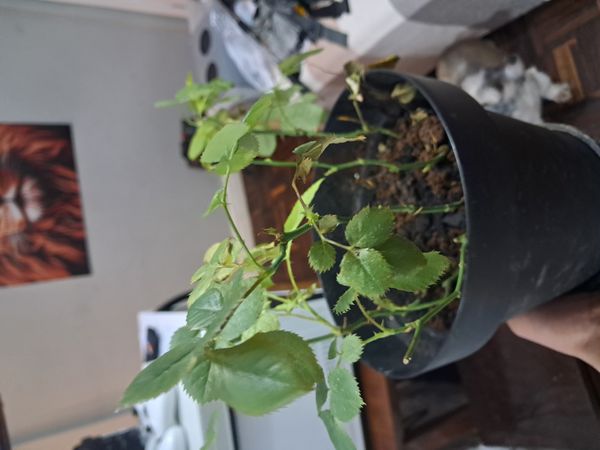 Identificação da planta Rosa Menina por foto