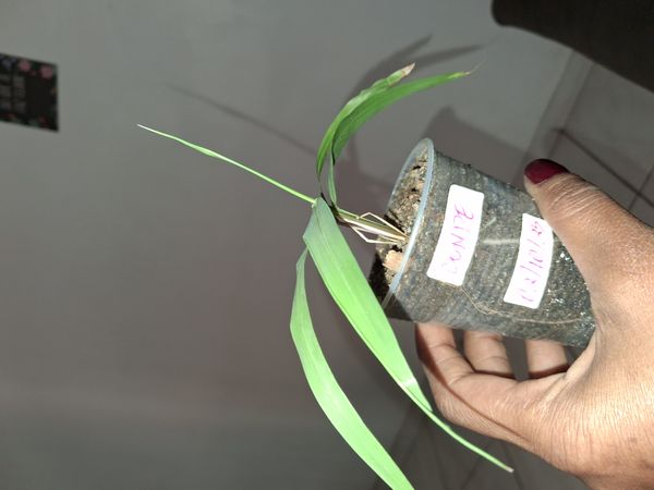 Identificação da planta Kentia por foto