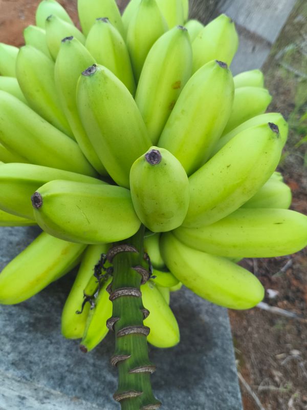 Identificação da planta Bananeira por foto