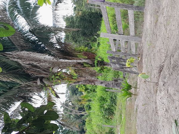 Identificação da planta Babaçu por foto