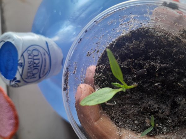 Identificação da planta Malagueta por foto
