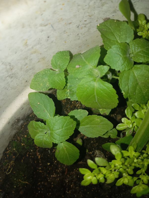 Identificação da planta Verônica por foto
