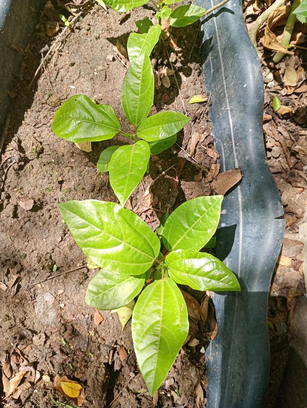 Identificação da planta Maracujá por foto